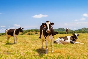 Black and white cows grazing in the farmland at Menorca, Spain.