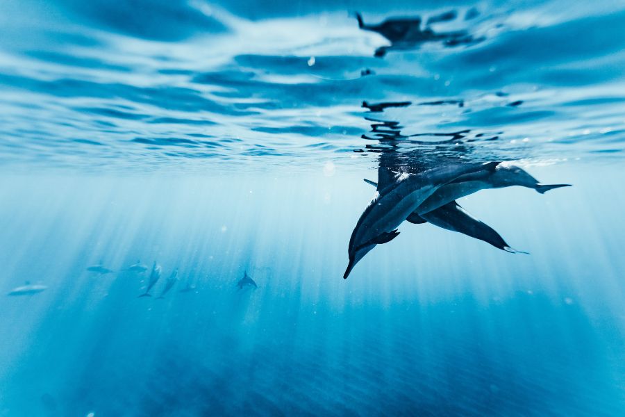 Where to see dolphins in Mallorca | Hotels VIVA